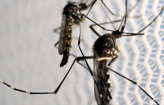 criancas-de-ate-5-anos-morrem-mais-de-dengue,-revela-pesquisa