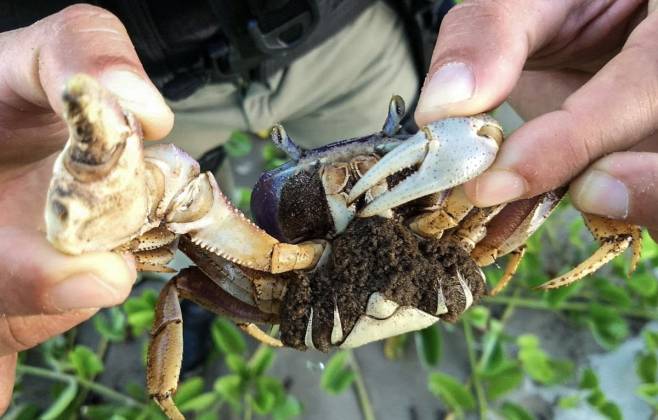 proibicao-da-pesca-do-caranguejo-uca-comeca-nesta-sexta-feira-no-parana